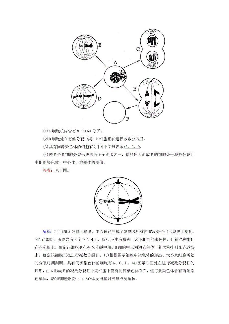 2020-2021学年新教材高中生物 第2章 基因和染色体的关系 1 减数分裂和受精作用课时作业（含解析）新人教版必修2.doc_第3页