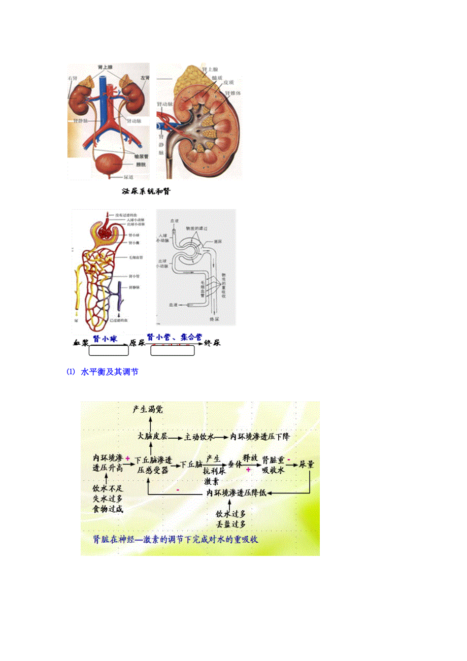 北京市第四中学2016秋高二生物人教版专题学案：必修三 生命活动的调节 6内稳态的维持——神经和体液共同维持稳态 WORD版含答案.doc_第3页