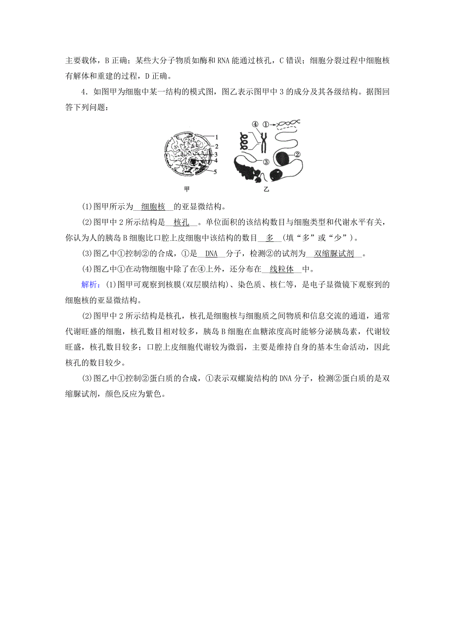 2020-2021学年新教材高中生物 第3章 细胞的基本结构 第3节 细胞核的结构和功能课堂达标（含解析）新人教版必修1.doc_第2页