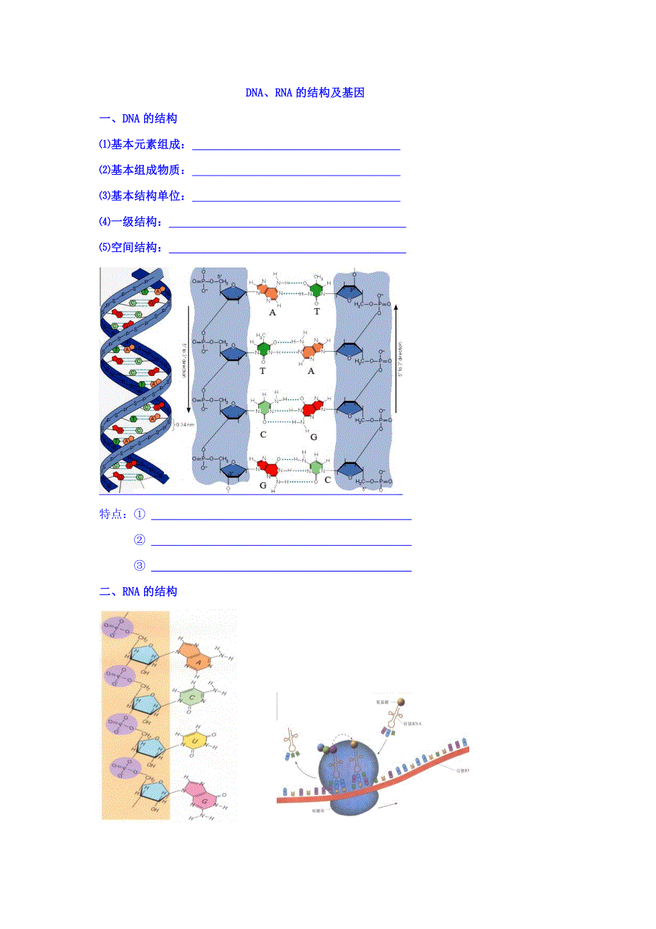 北京市第四中学2017届高考生物专题复习学案：2DNA、RNA的结构和基因 WORD版缺答案.doc_第1页