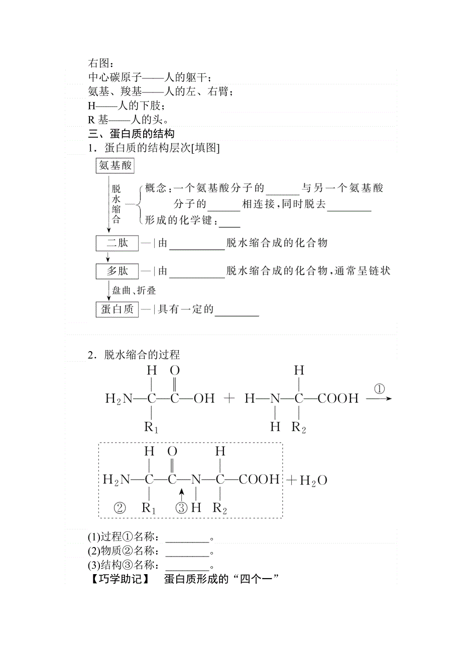 2020-2021学年高一生物新教材人教版必修1学案：第2章 第4节　蛋白质是生命活动的主要承担者 .doc_第2页