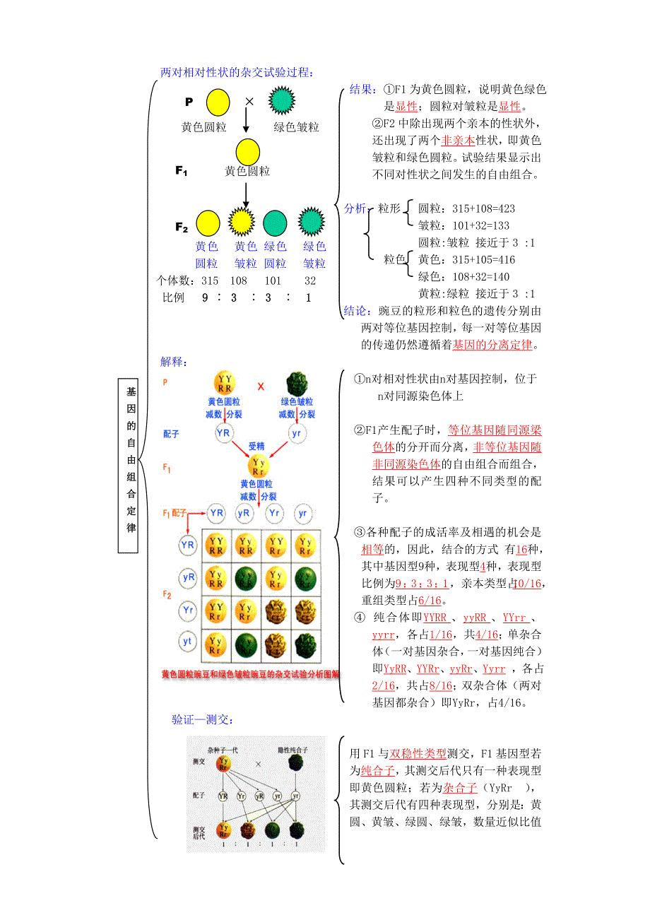 2014年高三生物第一轮复习学案：遗传的基本定律.doc_第2页