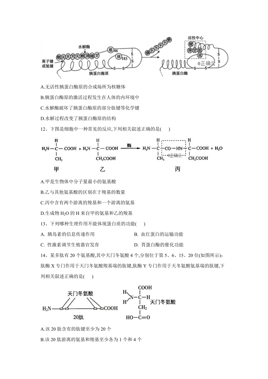 2019-2020学年高一生物人教版寒假作业：（4）生命活动的主要承担者——蛋白质 WORD版含答案.doc_第3页