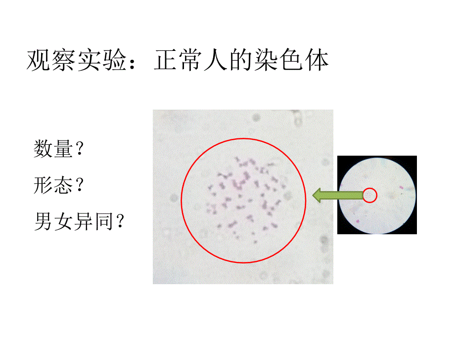 北京2011课标版初中生物八年级上册第十一章第三节 人类的遗传(共15张PPT).pptx_第2页