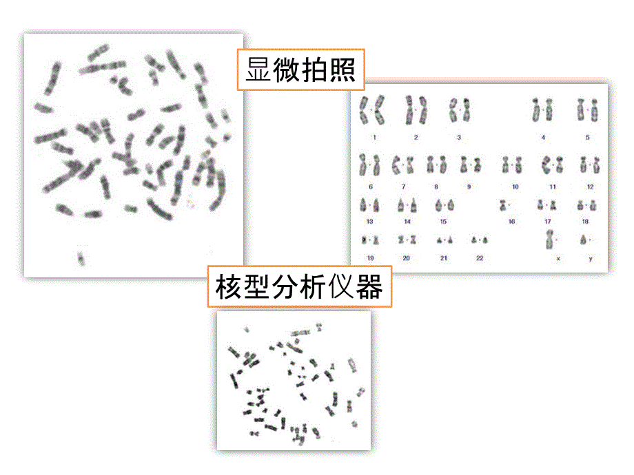 北京2011课标版初中生物八年级上册第十一章第三节 人类的遗传(共15张PPT).pptx_第3页