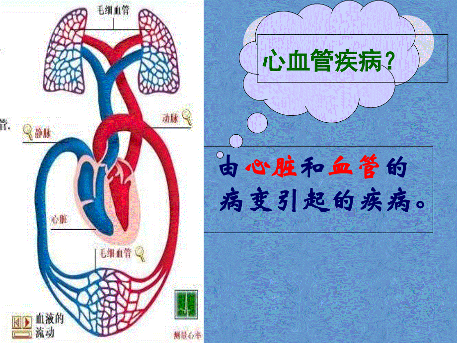 鲁科版生物七年级上册4.4.4《关注心血管健康》课件(共24张PPT).ppt_第3页