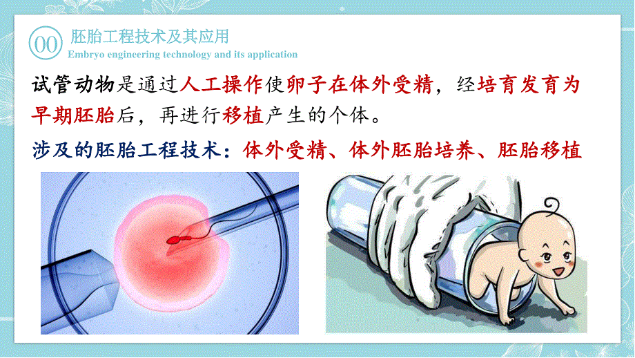 2-3-2 胚胎工程技术及其应用 课件2021-2022学年高二下学期生物人教版选择性必修3.pptx_第2页