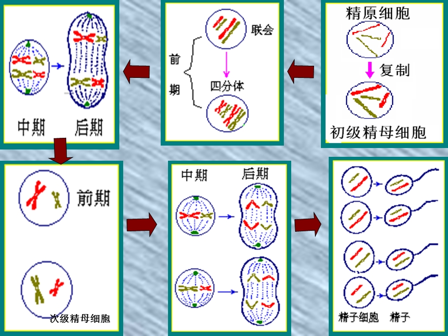 2-1-1《减数分裂》课件（新人教必修2）.ppt_第2页