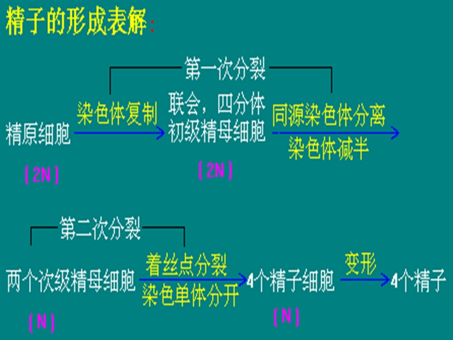 2-1-1《减数分裂》课件（新人教必修2）.ppt_第3页