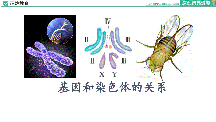 2-2 基因在染色体上.pptx_第1页