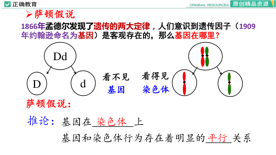 2-2 基因在染色体上.pptx_第3页