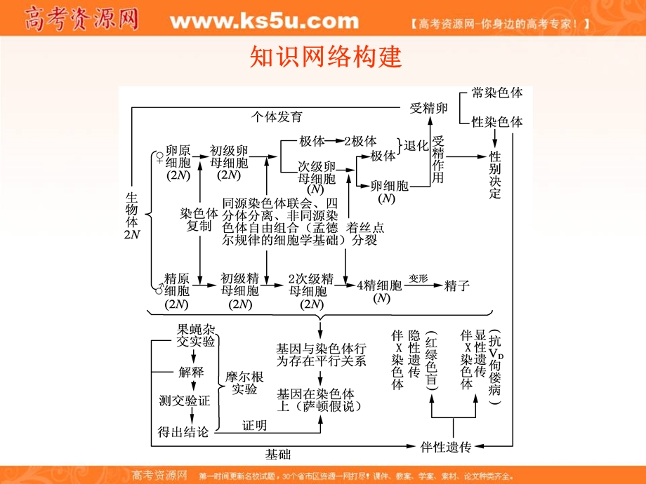 2012一轮精品课件：生物人教版必修二第2章 基因和染色体的关系.ppt_第3页