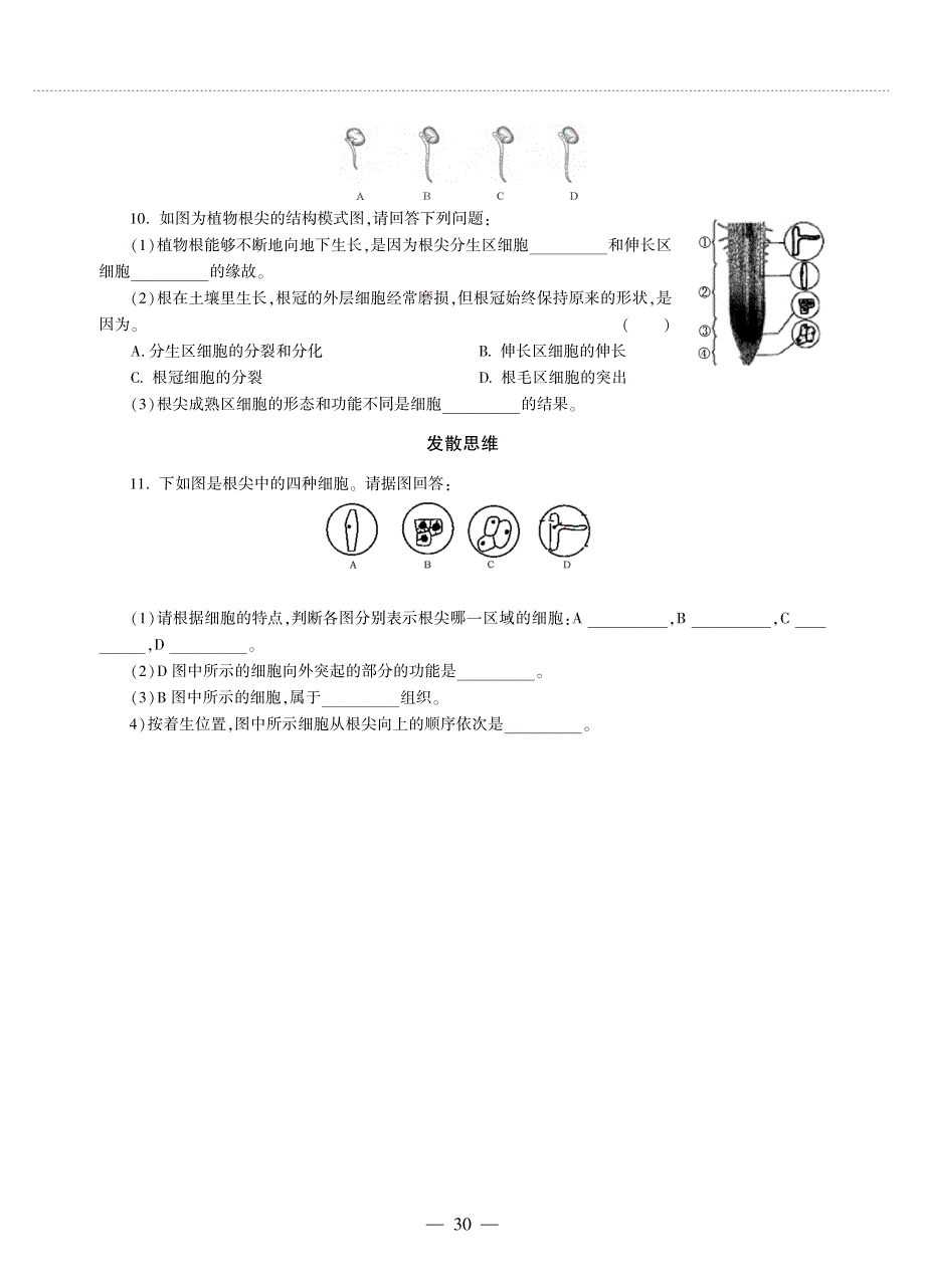 七年级生物上册 第3单元 生物圈中的绿色植物 第5章 绿色植物的一生 第二节 植物根的生长同步作业（pdf无答案）（新版）苏教版.pdf_第2页